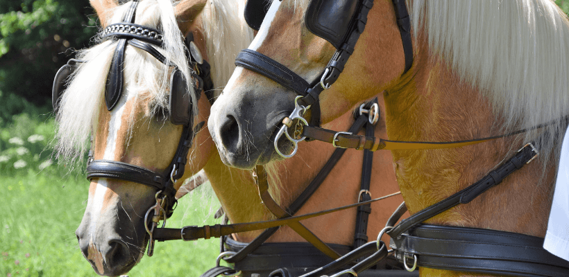 Chevaux d'attelage