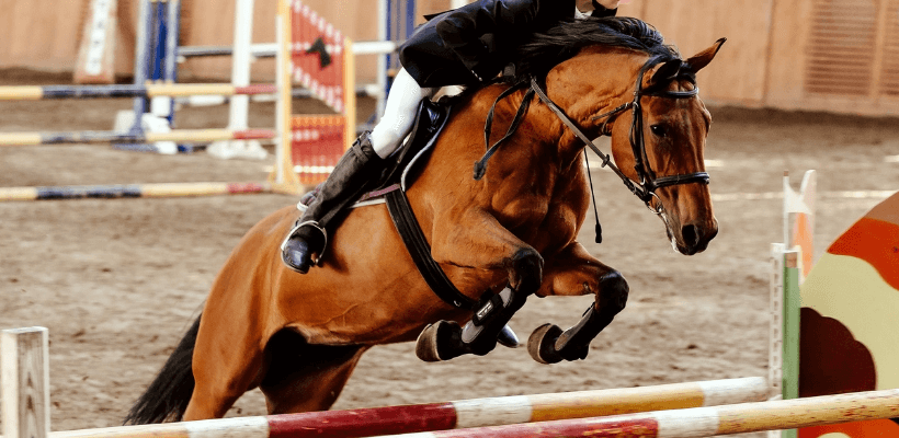 concours equitation