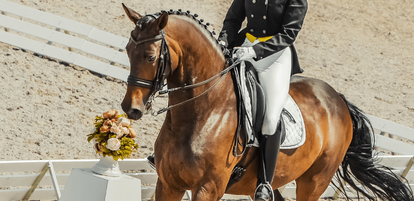 Cavalier de dressage