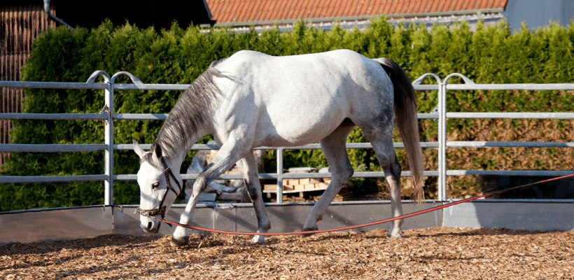 Equitation ethologique