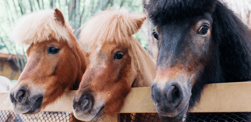 Trois poneys