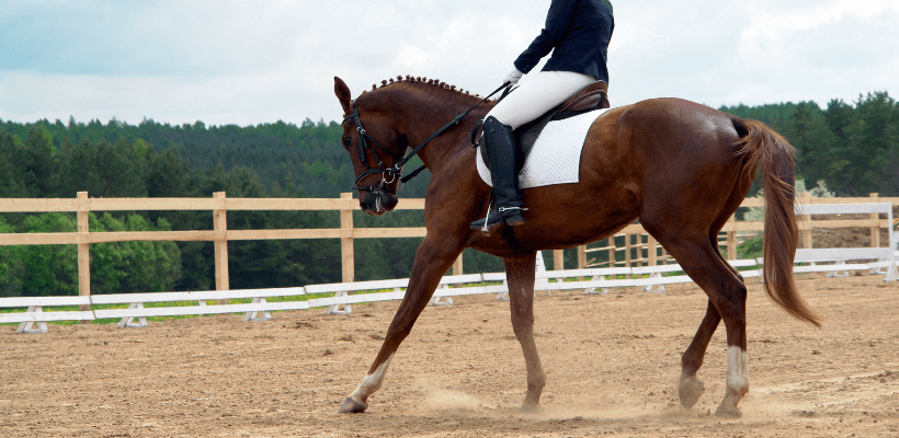 cavalier lors d'un stage equestre