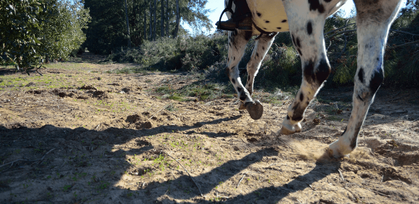 Cavalier de trec