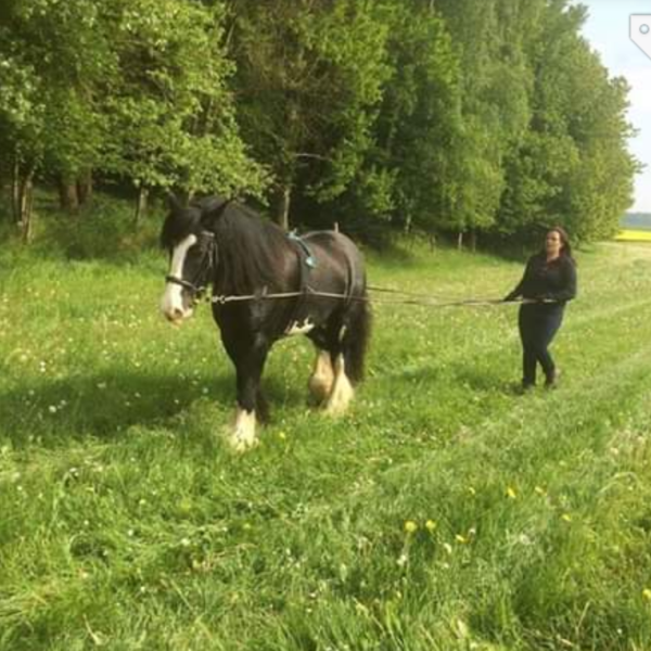Cours attelage cheval aisne